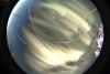 startrails/thumbnails/startrails-20260820.jpg
