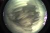 startrails/thumbnails/startrails-20260821.jpg