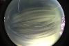 startrails/thumbnails/startrails-20260823.jpg