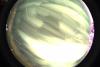 startrails/thumbnails/startrails-20260915.jpg