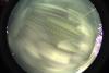 startrails/thumbnails/startrails-20260917.jpg